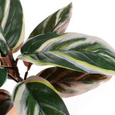  Virág 314 Zöld dekoráció