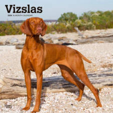 Vizslas 2024 Square naptár, kalendárium