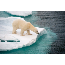  Vlies Fotótapéta - Polar bear walking on sea - 375x250 cm tapéta, díszléc és más dekoráció