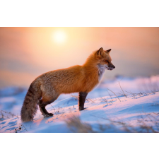  Vlies Fotótapéta - Red Fox At Sunrise - 375x250 cm tapéta, díszléc és más dekoráció