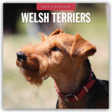 Welsh Terriers - Welsh Terrier 2025 - 16-Monatskalender – Red Robin Publishing Ltd naptár, kalendárium