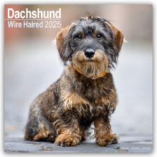 Wirehaired Dachshund - Rauhhaardackel 2025 - 16-Monatskalender naptár, kalendárium