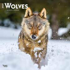 Wolves 2025 12 X 24 Inch Monthly Square Wall Calendar Plastic-Free naptár, kalendárium