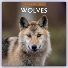  Wolves - Wölfe 2024 - 16-Monatskalender naptár, kalendárium