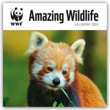  WWF Amazing Wildlife - Faszinierende Tierwelt 2024 naptár, kalendárium