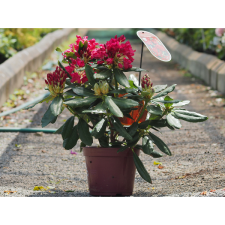 YAB YUM HAVASSZÉPE RHODODENDRON KONT: 3 L, 35-40 CM fa és növény