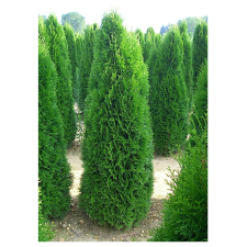 YAB YUM THUJA SMARAGD 80-100 CM fa és növény