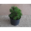 YAB YUM TÖRPE FENYŐ C3 PINUS MUGO PUMILIO