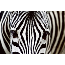 Zebra, poszter tapéta 375*250 cm tapéta, díszléc és más dekoráció