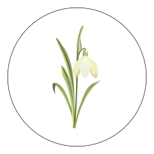 ZSONA DEKOR Öntapadós Ovis jel csomag Hóvirág mintával ajándéktárgy